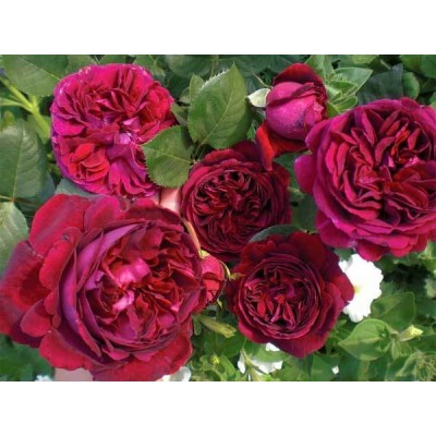 Саженец Английских Роз "Астрид Графин фон Хандерберг" Саженец Английских Роз "Астрид Графин фон Хандерберг"