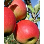 Саженец яблони "Сансе" Саженец яблони "Сансе"